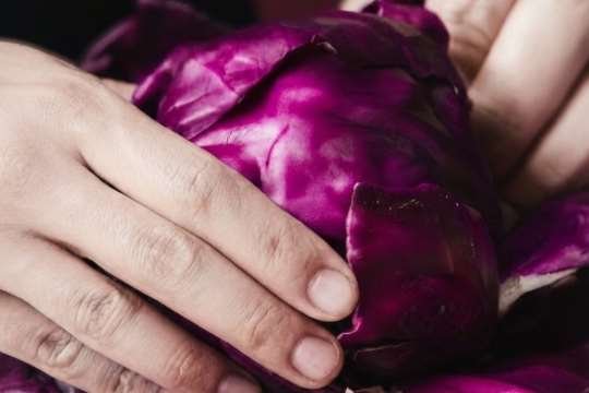 Hand holding a red cabbage
